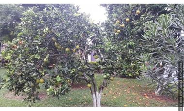 Vendo finca ganadera 60 cuadras en la Virginia  - Risaralda