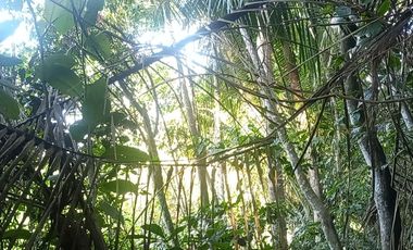 TERRENO 3 HECTAREAS PLANO EN CARRETERA AUCALOMA PARA PROYECTO