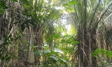 TERRENO 3 HECTAREAS PLANO EN CARRETERA AUCALOMA PARA PROYECTO