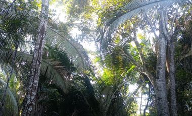 TERRENO 3 HECTAREAS PLANO EN CARRETERA AUCALOMA PARA PROYECTO