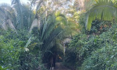 TERRENO 3 HECTAREAS PLANO EN CARRETERA AUCALOMA PARA PROYECTO