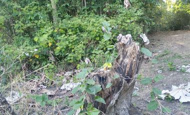 TERRENO 3 HECTAREAS PLANO EN CARRETERA AUCALOMA PARA PROYECTO