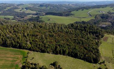 Campo en venta de 9,06 hectáras entre Los Muermos y Estaquilla