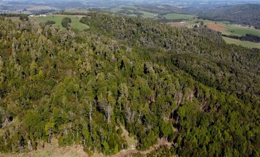 Campo en venta de 9,06 hectáras entre Los Muermos y Estaquilla