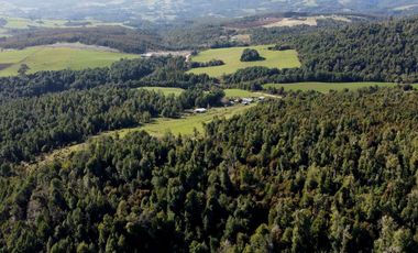 Campo en venta de 9,06 hectáras entre Los Muermos y Estaquilla