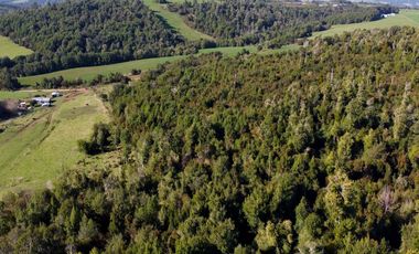 Campo en venta de 9,06 hectáras entre Los Muermos y Estaquilla