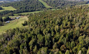 Campo en venta de 9,06 hectáras entre Los Muermos y Estaquilla