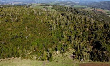 Campo en venta de 9,06 hectáras entre Los Muermos y Estaquilla