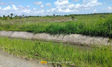 Bohol irrigated ricefield for sale 20,000 sqm clean title in Ubay Bohol 150 slightly negotiable