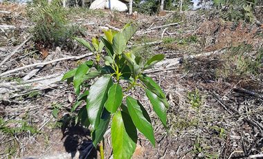FINCA FAVORABLE EN AMALFI ANTIOQUIA COLOMBIA.