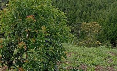 FINCA FAVORABLE EN AMALFI ANTIOQUIA COLOMBIA.