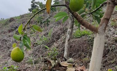 FINCA FAVORABLE EN AMALFI ANTIOQUIA COLOMBIA.