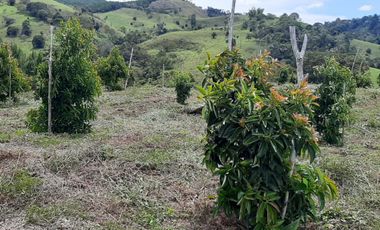 FINCA FAVORABLE EN AMALFI ANTIOQUIA COLOMBIA.