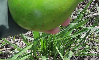 FINCA FAVORABLE EN AMALFI ANTIOQUIA COLOMBIA.