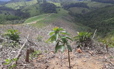 FINCA FAVORABLE EN AMALFI ANTIOQUIA COLOMBIA.