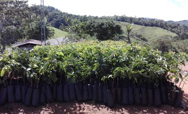 FINCA FAVORABLE EN AMALFI ANTIOQUIA COLOMBIA.