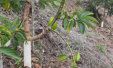 FINCA FAVORABLE EN AMALFI ANTIOQUIA COLOMBIA.