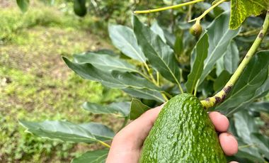 VENTA FINCA LA ITALIA-RIO FRIO