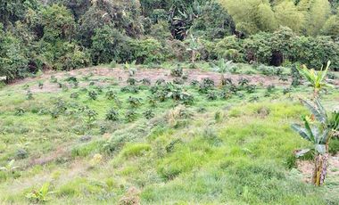 VENTA FINCA LA ITALIA-RIO FRIO