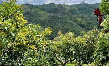 VENTA FINCA LA ITALIA-RIO FRIO