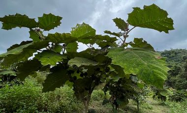 VENTA FINCA LA ITALIA-RIO FRIO