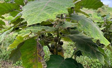 VENTA FINCA LA ITALIA-RIO FRIO