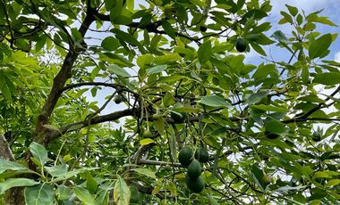 VENTA FINCA LA ITALIA-RIO FRIO