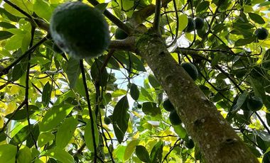 VENTA FINCA LA ITALIA-RIO FRIO