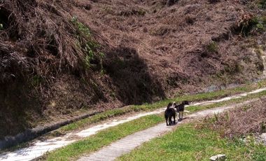 VENDO TERRENO DE 3 CUADRAS CON 4 EXPLANACIONES EN BARBOSA ANTIOQUIA.