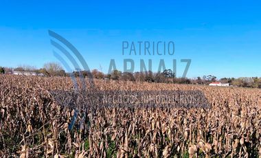 Se vende chacra de 3 hectáreas de campo en la localidad de Polvaredas.