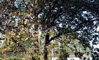 Terreno Urbano 4.600 MT2 Rene Schneider 3UF mt2