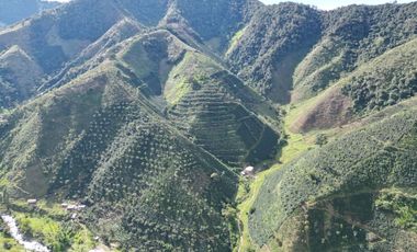 Venta Finca Cafetera y Ganadera Santa Rita Andes Antioquia