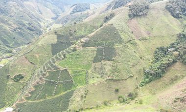 Venta Finca Cafetera y Ganadera Santa Rita Andes Antioquia