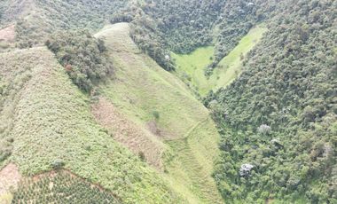 Venta Finca Cafetera y Ganadera Santa Rita Andes Antioquia