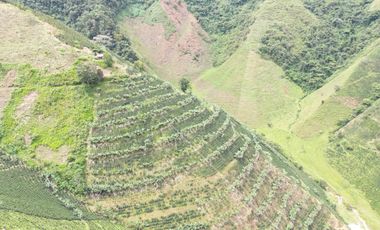 Venta Finca Cafetera y Ganadera Santa Rita Andes Antioquia