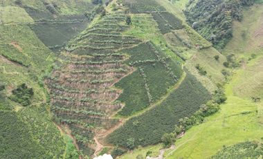 Venta Finca Cafetera y Ganadera Santa Rita Andes Antioquia