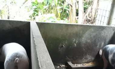 SE VENDE GRANJA PORCINA CON CAPACIDAD DE CRIANZA DE 100 CERDOS, EN VÍA PUERTO NAPO - ECUADOR