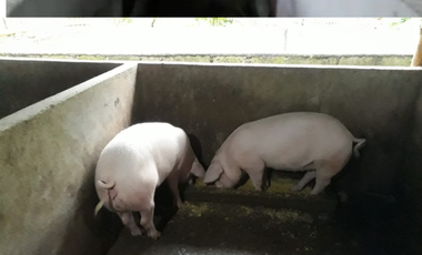 SE VENDE GRANJA PORCINA CON CAPACIDAD DE CRIANZA DE 100 CERDOS, EN VÍA PUERTO NAPO - ECUADOR