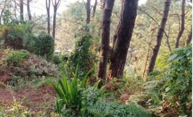 Vacant lot for sale in Demonstration Mines Road ( interior ) Barangay Loakan Proper Baguio Cit