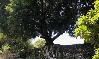 $12,000,000 Negociable, Un rancho en orilla de la careterra, Alpuyeca, Cerca del Prámide de Xochicalco con 11,352 m2 de tarreno furutal