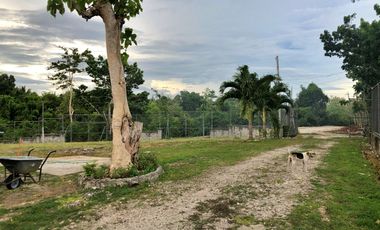 PROPERTY for Sale in Dauis Bohol -ideal for Rental Business