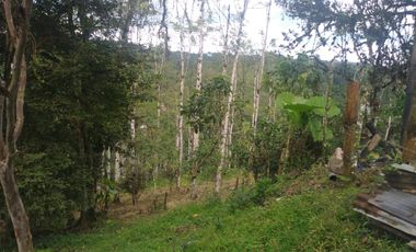 EN VENTA FINCA AGRICOLA, GANADERA SECTOR SAN MIGUEL DE LOS BANCOS