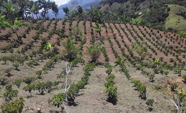 Venta Finca Agrícola Altamira Betulia Antioquia