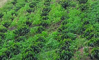 Venta Finca Agrícola Altamira Betulia Antioquia