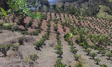 Venta Finca Agrícola Altamira Betulia Antioquia