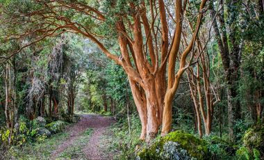 Parcelas Puerto Varas con Crédito Directo