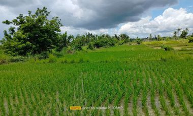 Bohol lot for sale 16,000 sqm ready for title irrigated ricefield in Ubay Bohol 1M