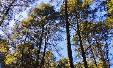 TERRENO IDEAL PARA CONSTRUIR UN FRACCIONAMIENTO EN EL BOSQUE $1,000 m2