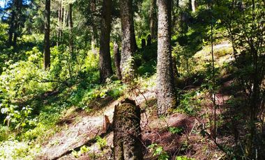 TERRENO IDEAL PARA CONSTRUIR UN FRACCIONAMIENTO EN EL BOSQUE $1,000 m2