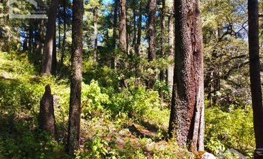 TERRENO IDEAL PARA CONSTRUIR UN FRACCIONAMIENTO EN EL BOSQUE $1,000 m2